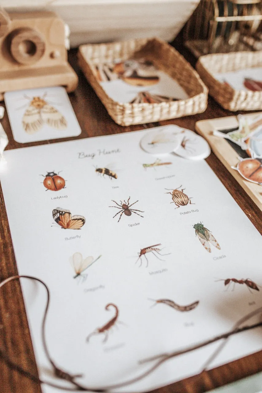 Entomology Morning Basket