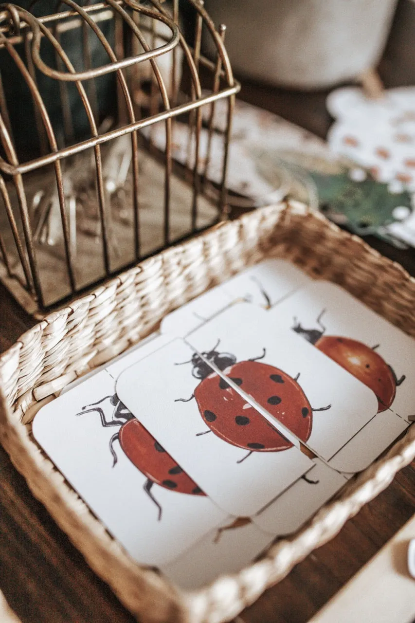 Entomology Morning Basket
