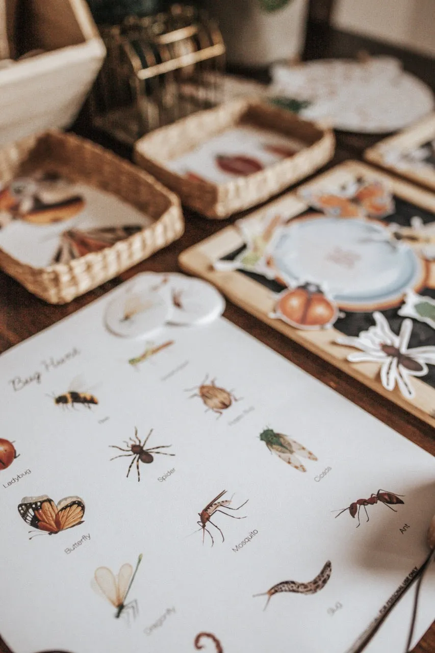 Entomology Morning Basket